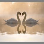 Image pour une chambre à coucher Swan love
