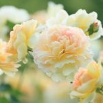 roses roses beiges