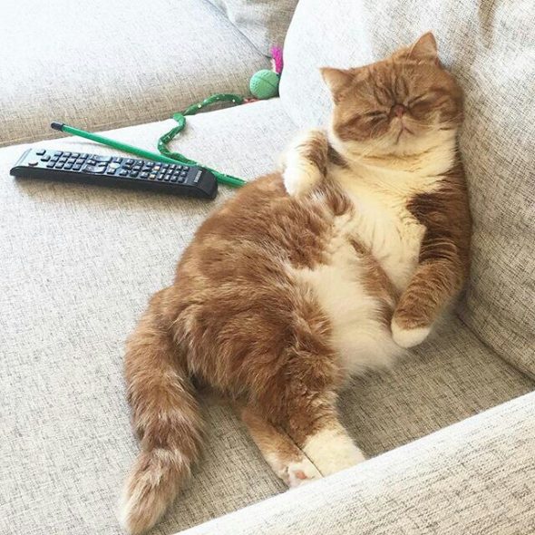 comment enlever l'odeur d'urine de chat du canapé