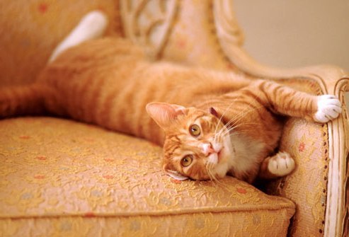 l'odeur de l'urine chat sur le canapé