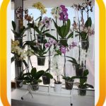 Support de fenêtre pour les fleurs
