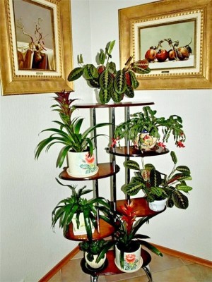 Plantes et fleurs dans la maison