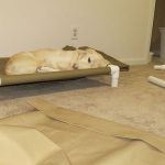 Lit pour animal de compagnie