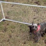 Volière pour chiens à partir de matériaux de récupération
