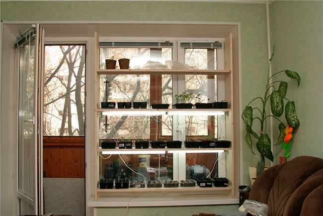 rack pour les plants de bois