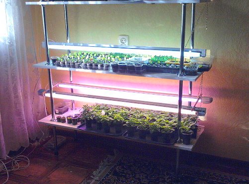 rack fixe
