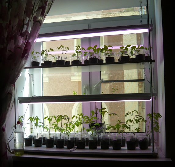 rack avec des plants