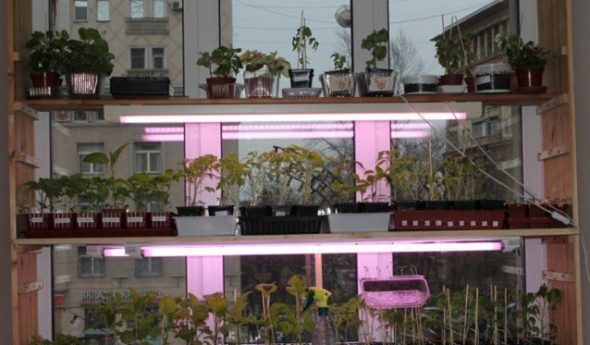 Étagères pour plantes et plants