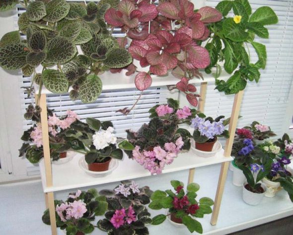 Rayonnage simple pour plantes