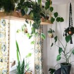 Nous avons des plantes d'intérieur sur les étagères et les cintres