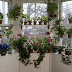 Jardin fleuri chic sur le rebord de la fenêtre