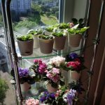 Étagères en verre pour les fleurs