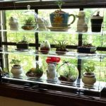 Rayonnage en verre avec des côtés pour les cactus