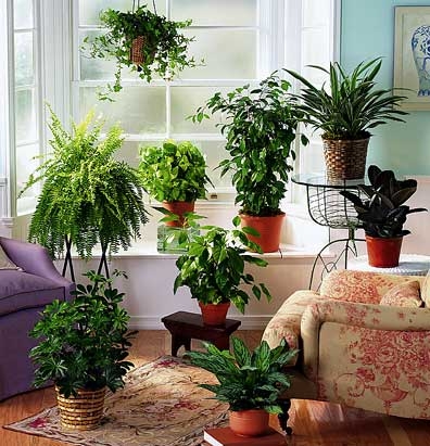 Fleurs fraîches dans la maison