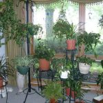 Jardin d'hiver dans l'appartement