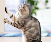 Chat grattant des meubles