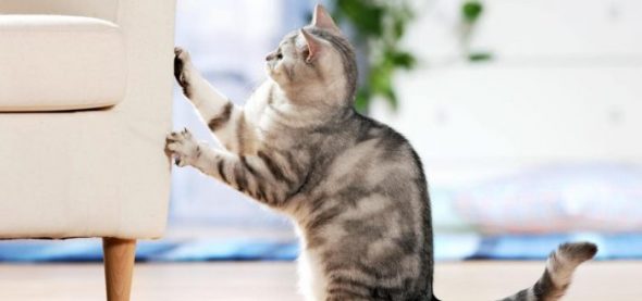 Chat grattant des meubles