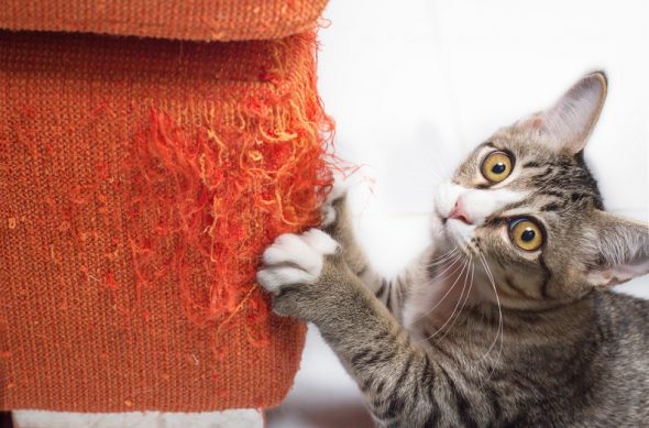 Chat déchire le canapé