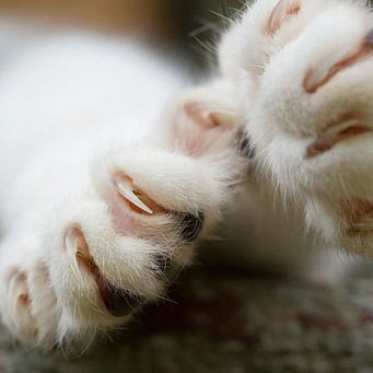Les griffes du chat s'écaillent et tombent d'elles-mêmes