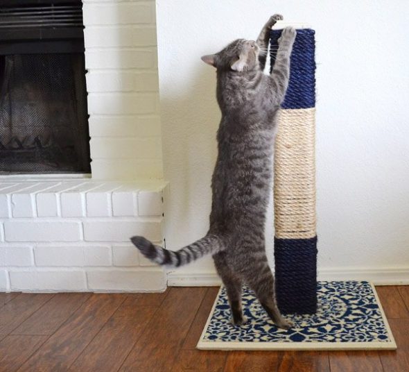 Kogtetochka sur un tapis à motifs
