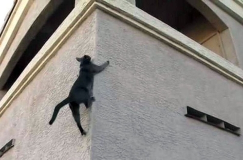 Chat utilise ses griffes