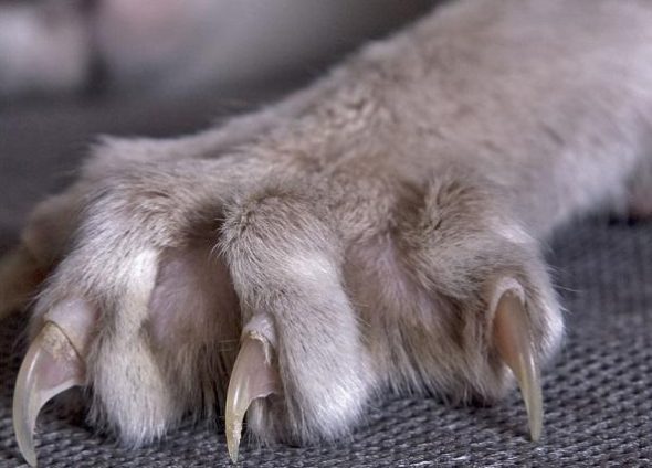 Peler pour les chats est utile