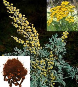 Wormwood, Tanaisie et Clou de Girofle