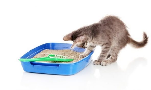 Plateau de chat