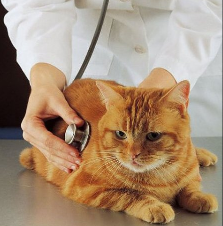 Examen de votre chat