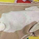 Bunny pour ton bébé