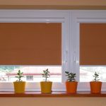Plantes d'intérieur sur le seuil du salon