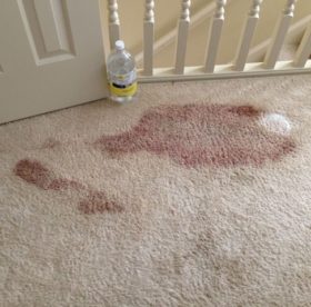 Enlevez le sang du tapis