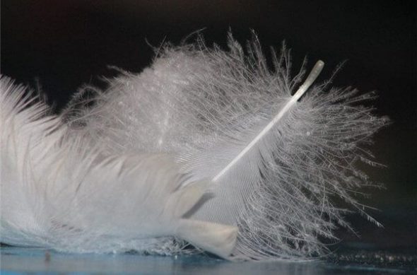 Mastic de plumes