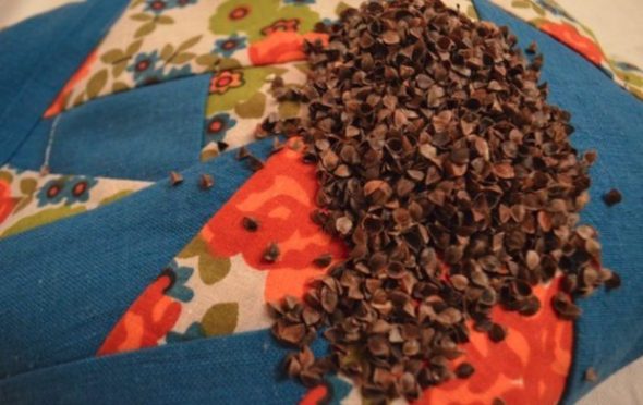 Le sarrasin peut causer des allergies