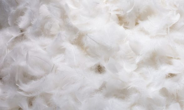 Mastic de plumes