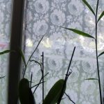 Verre en dentelle dans la fenêtre du salon