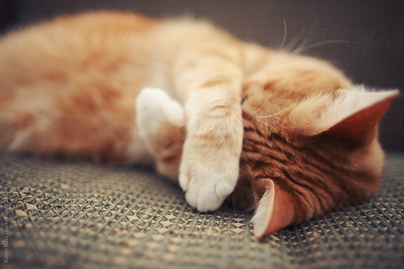comment enlever une tache d'urine du tapis