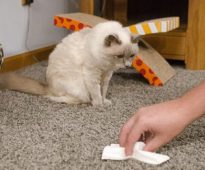 se débarrasser de l'odeur d'urine de chat sur un tapis