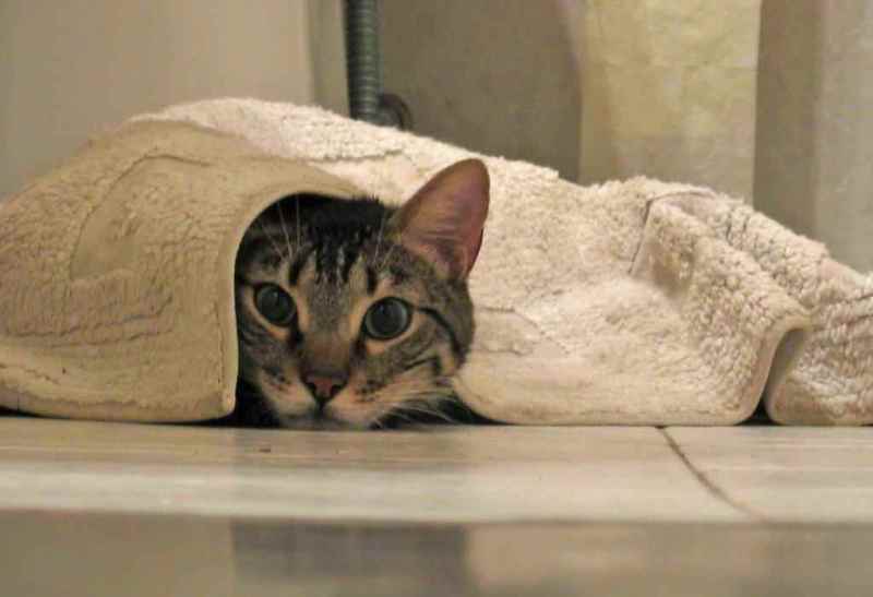 comment se débarrasser de l'odeur d'urine de chat sur le tapis de la maison