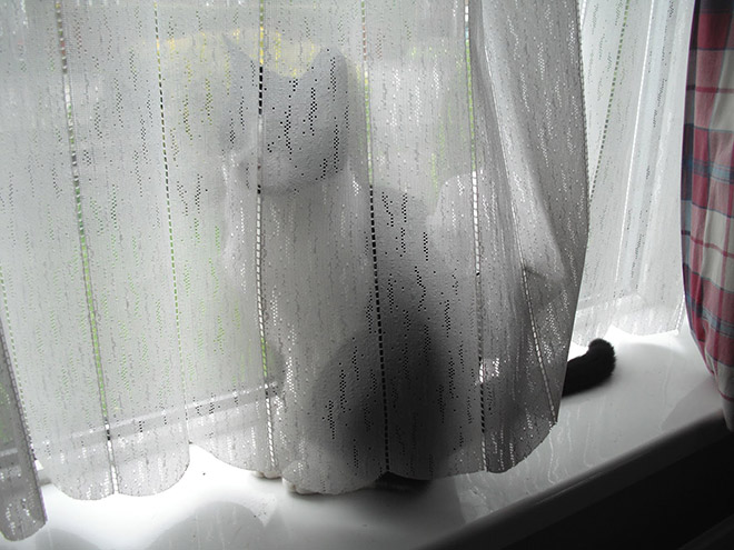 how to sew a cat torn tulle