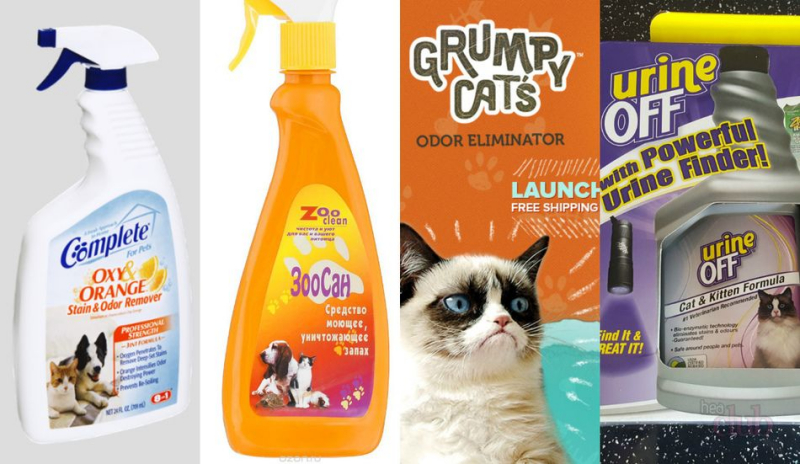comment sevrer un chat marcher sur le tapis