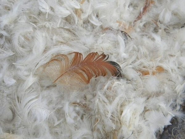 des plumes