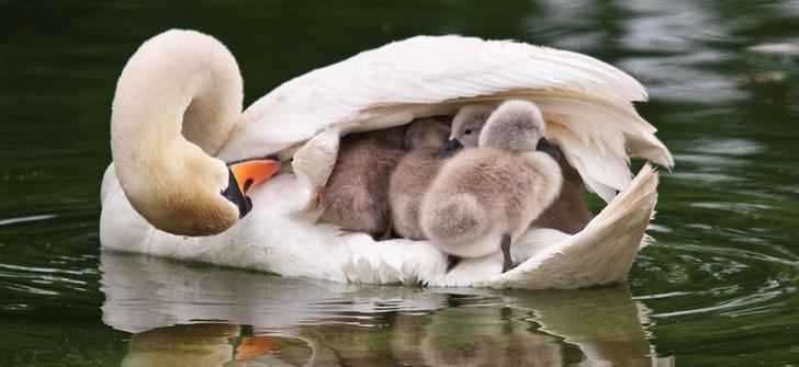 cygne oreillers