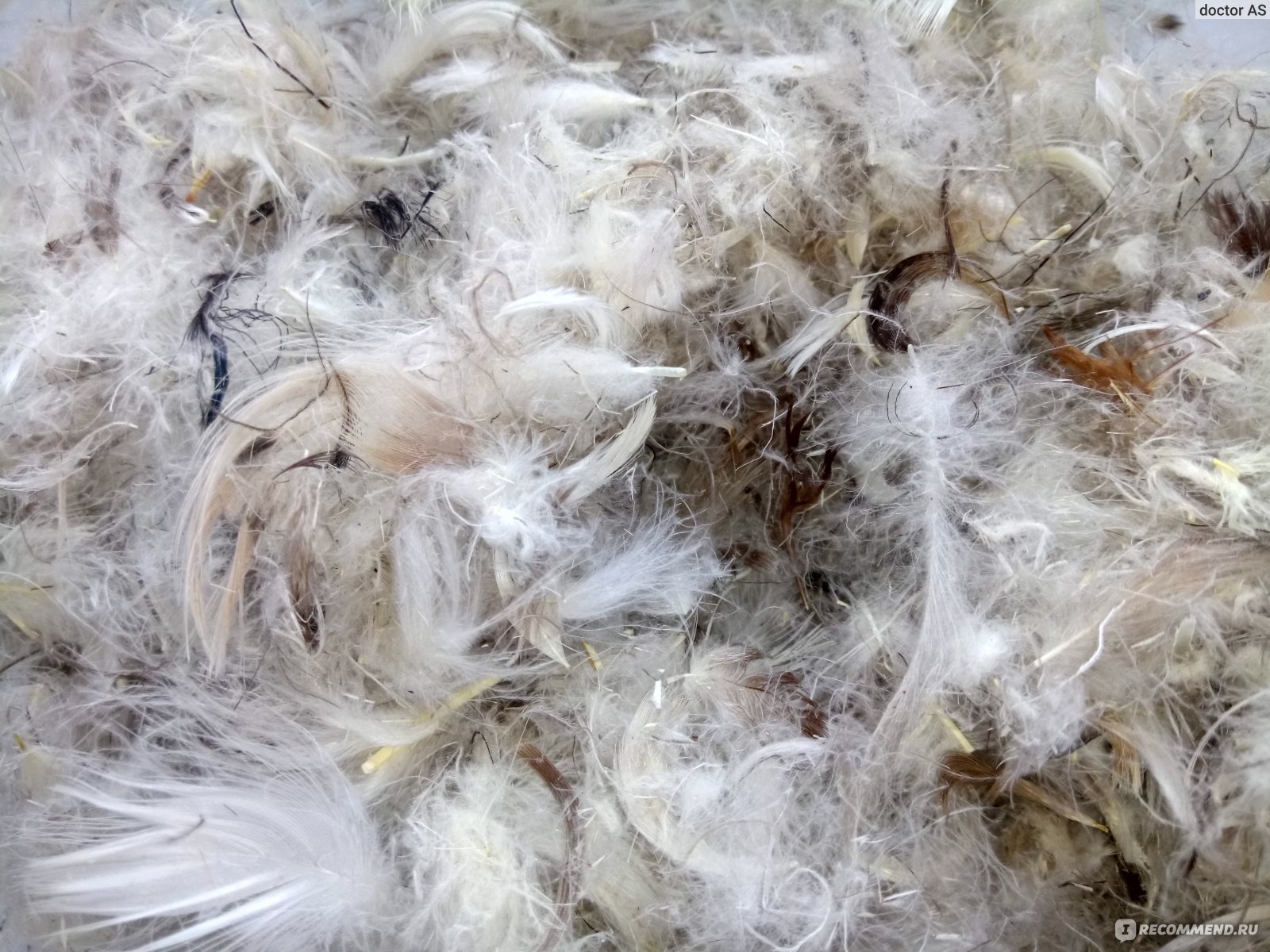 duvet et des plumes