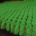 couverture de chaux de pompons